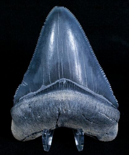 Beautiful Bone Valley Megalodon Tooth #5634